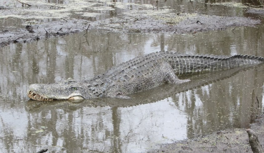 tcs vz gator